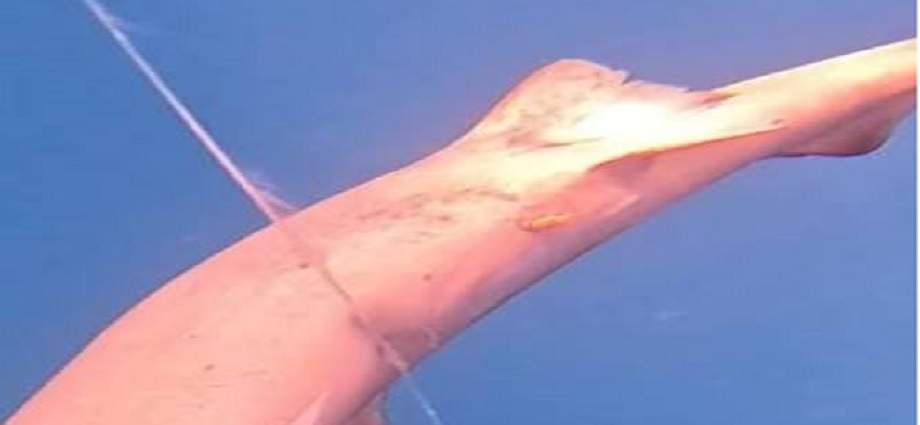 Descubren nueva especie marina en costas de La Guaira