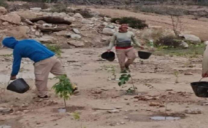 Provita avanza en la recuperación del bosque seco de la Península de Macanao