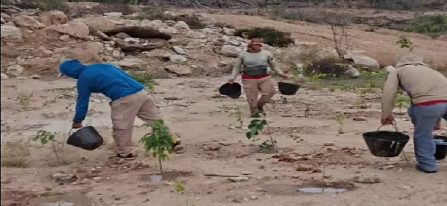 Provita avanza en la recuperación del bosque seco de la Península de Macanao