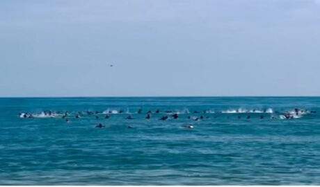 Surfistas rinden emotivo homenaje a sus caídos en La Guaira