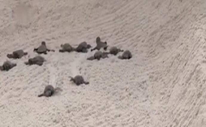 Nacen 80 tortuguillos en Playa Guacuco