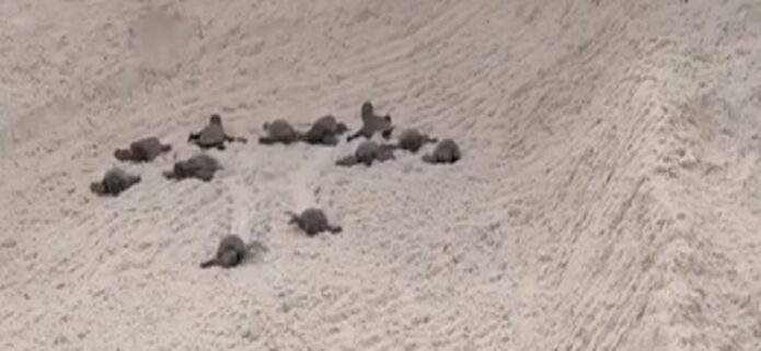 Nacen 80 tortuguillos en Playa Guacuco