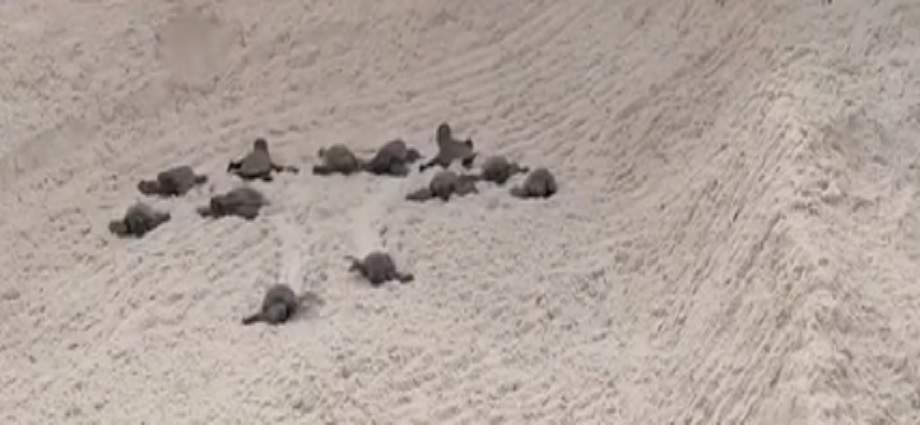 Nacen 80 tortuguillos en Playa Guacuco