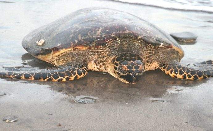 Alarma por el descenso de tortugas marinas en las costas del Caribe y Venezuela