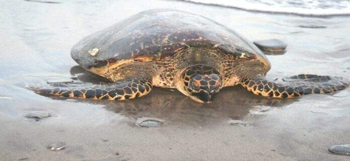 Alarma por el descenso de tortugas marinas en las costas del Caribe y Venezuela
