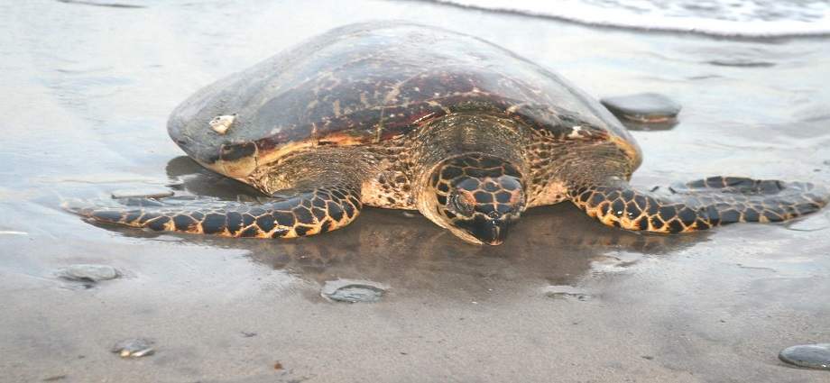 Alarma por el descenso de tortugas marinas en las costas del Caribe y Venezuela