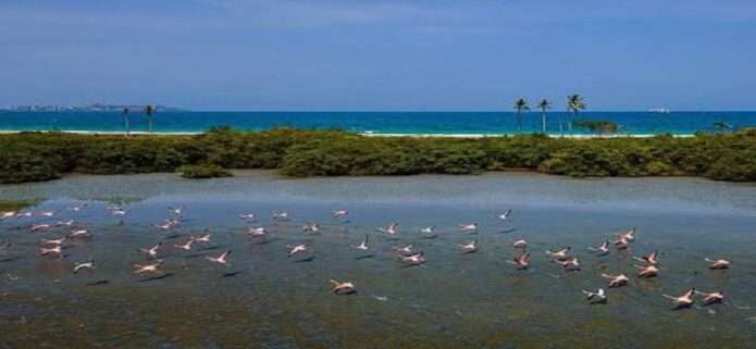 Día Mundial de las Aves Playeras: Rutas y conservación global