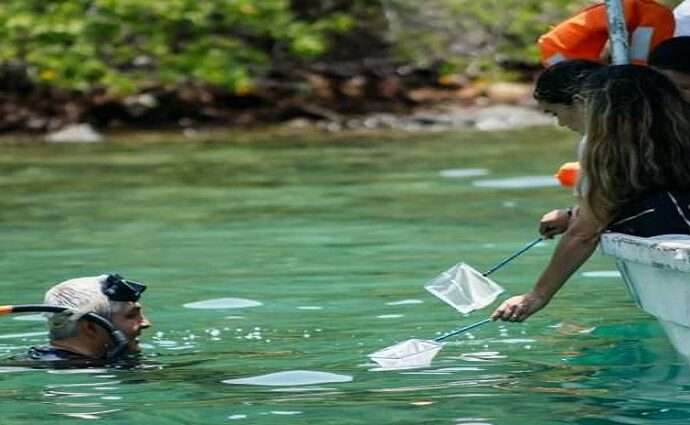 Liberan 250 caballitos de mar y despliegan jornadas de saneamiento en el Parque Nacional Mochima