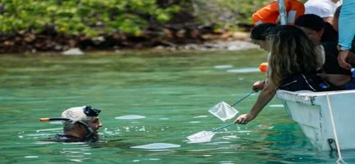 Liberan 250 caballitos de mar y despliegan jornadas de saneamiento en el Parque Nacional Mochima