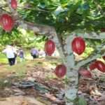 Consolidan la Ruta Agroturística del Cacao en la Península de Paria