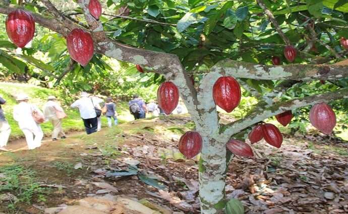Consolidan la Ruta Agroturística del Cacao en la Península de Paria