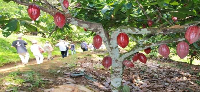Consolidan la Ruta Agroturística del Cacao en la Península de Paria