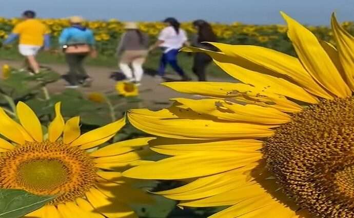 Deporte, turismo y solidaridad entre campos florecidos de Portuguesa