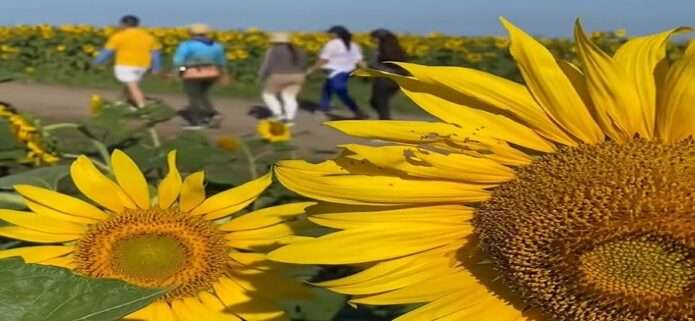 Deporte, turismo y solidaridad entre campos florecidos de Portuguesa