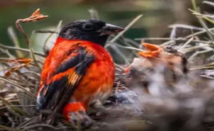 Estudio en el occidente venezolano abre caminos para la conservación y reintroducción del cardenalito