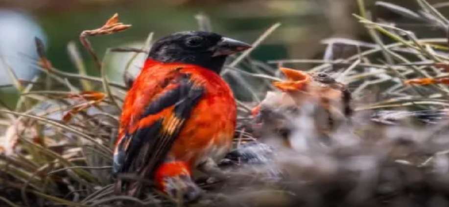 Estudio en el occidente venezolano abre caminos para la conservación y reintroducción del cardenalito