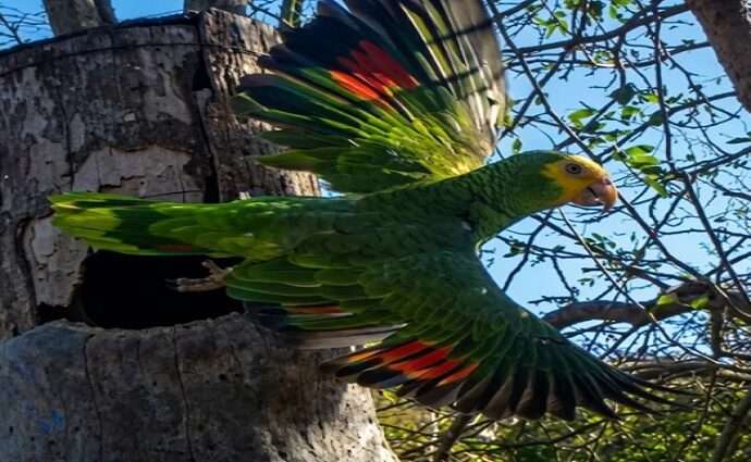 Provita suma 215 nuevos volantones de cotorra margariteña a la vida silvestre en la Península de Macanao