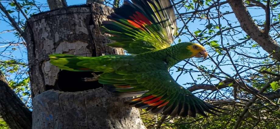 Provita suma 215 nuevos volantones de cotorra margariteña a la vida silvestre en la Península de Macanao
