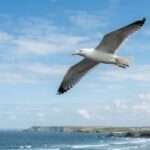 La Décima en el día día: La gaviota dibujante