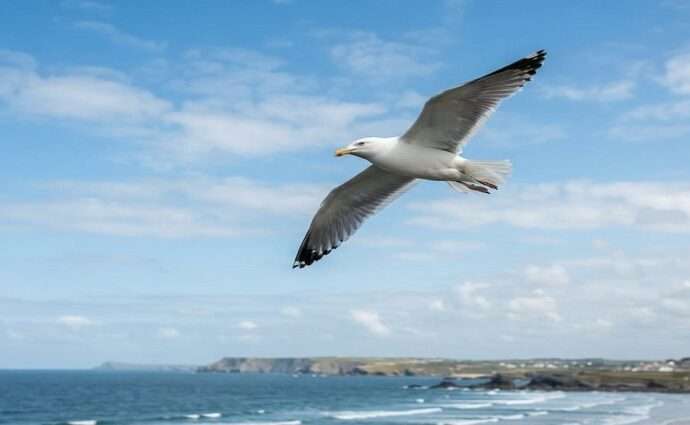 La Décima en el día día: La gaviota dibujante