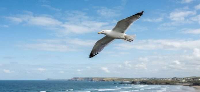 La Décima en el día día: La gaviota dibujante