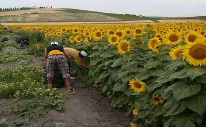 El florecer amarillo de Portuguesa: cómo es la siembra y cosecha de girasoles en Venezuela