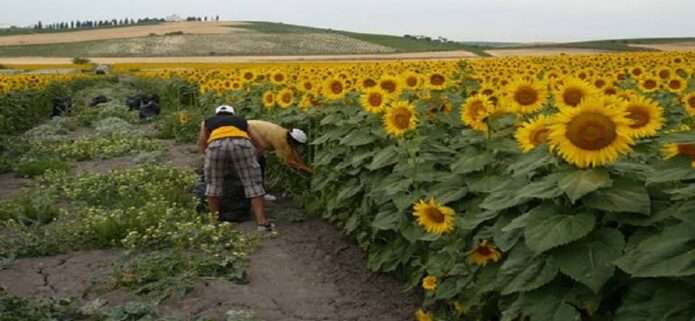 El florecer amarillo de Portuguesa: cómo es la siembra y cosecha de girasoles en Venezuela