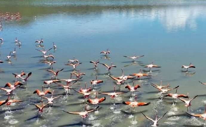 Anzoátegui registra 55 nuevas especies de aves en el October Big Day y eleva su inventario a 489