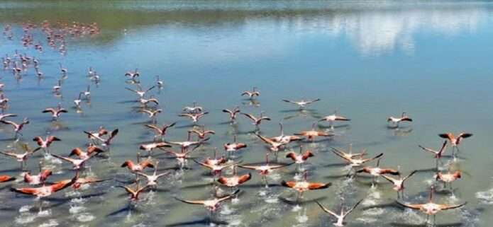 Anzoátegui registra 55 nuevas especies de aves en el October Big Day y eleva su inventario a 489
