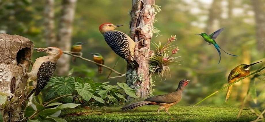 Registran más de 118 especies de aves durante el October Big Day en Miranda