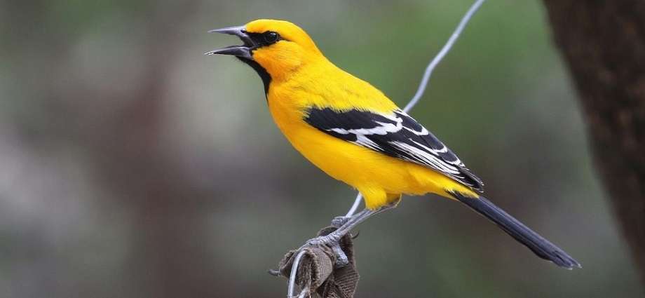 Venezuela se posiciona entre los líderes mundiales del avistamiento de aves en el October Big Day 2026