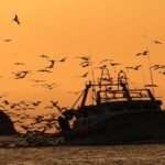 La Décima en el día a día: Aves que son voraces 