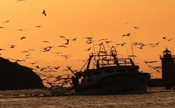La Décima en el día a día: Aves que son voraces 