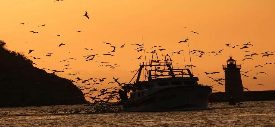 La Décima en el día a día: Aves que son voraces 