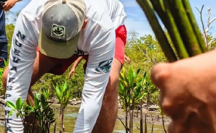 Siembran 1.500 mangles rojos en la Laguna de La Restinga para proteger las costas de Nueva Esparta