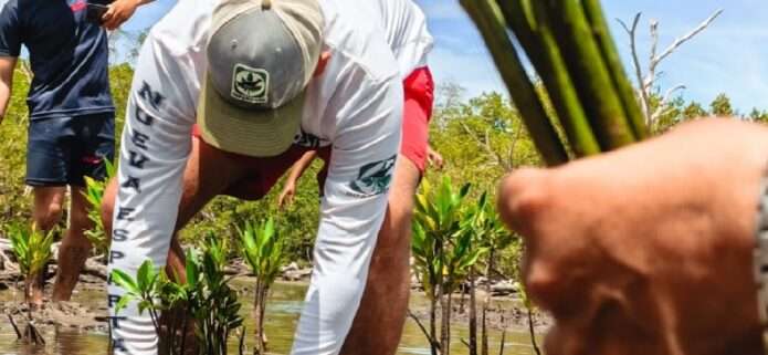 Siembran 1.500 mangles rojos en la Laguna de La Restinga para proteger las costas de Nueva Esparta