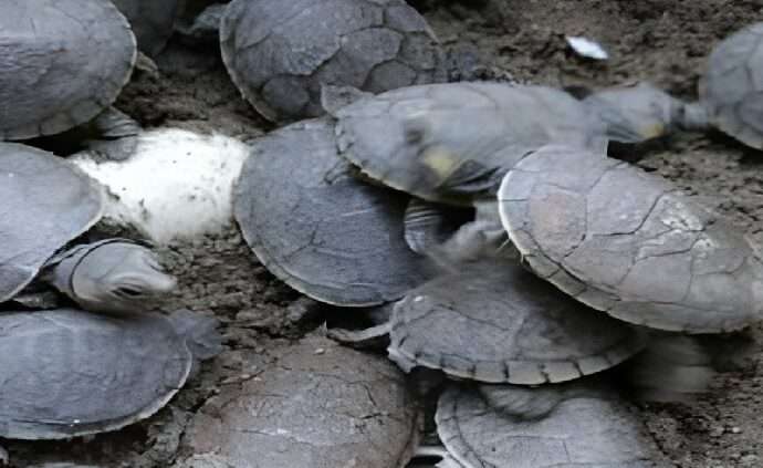 Nacen cerca de 500 tortuguillos de Galápago Llanero en el Zoológico de Aragua