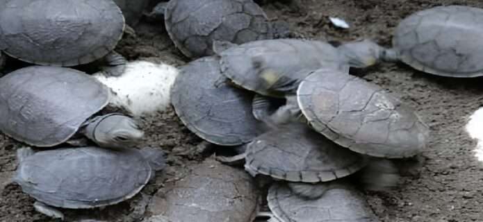 Nacen cerca de 500 tortuguillos de Galápago Llanero en el Zoológico de Aragua