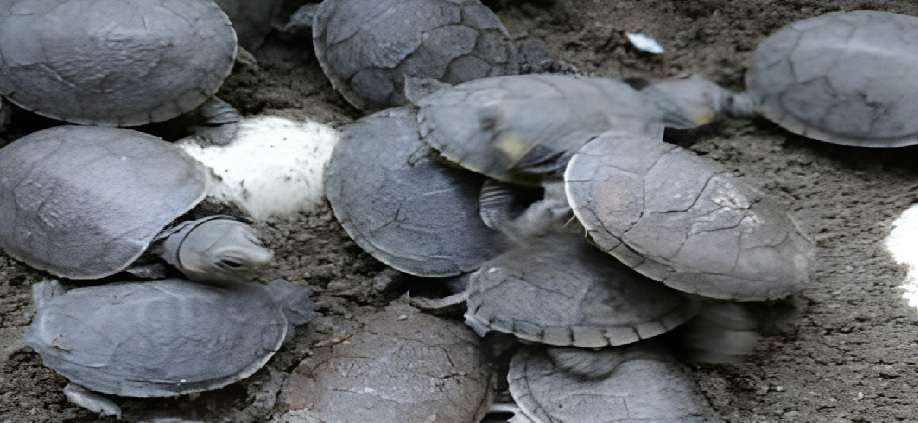 Nacen cerca de 500 tortuguillos de Galápago Llanero en el Zoológico de Aragua